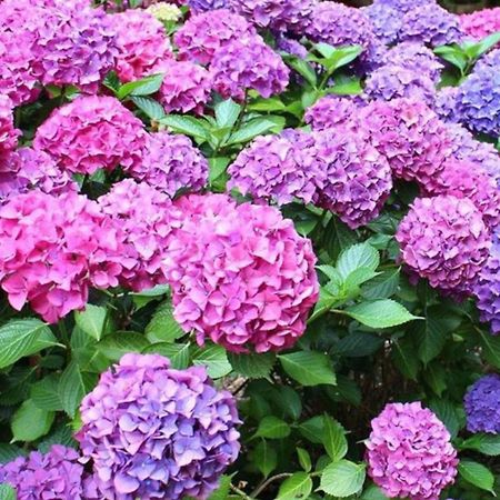 La Casita De Las Hortensias Ортигоса-дель-Монте Экстерьер фото