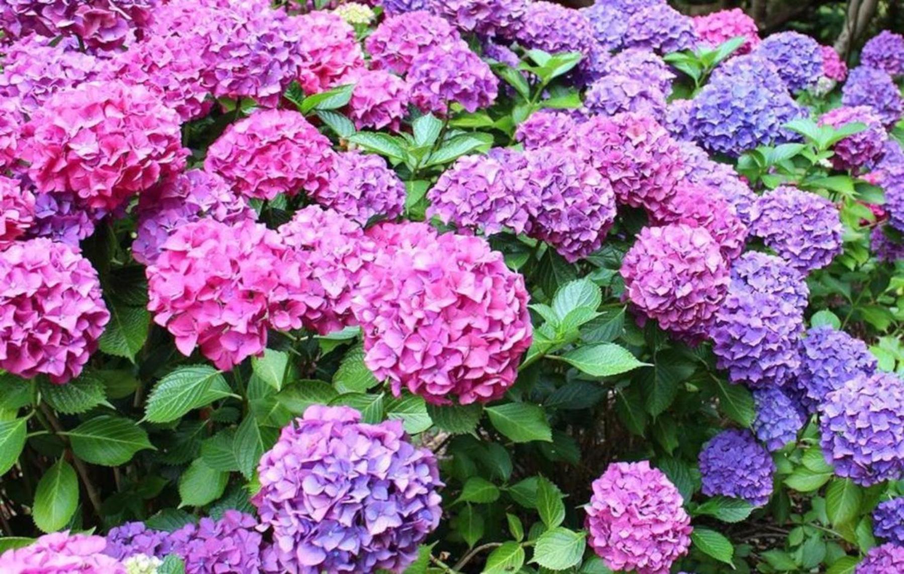 La Casita De Las Hortensias Ортигоса-дель-Монте Экстерьер фото